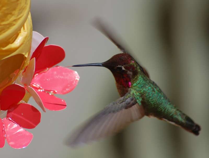 hummingbird at feeder